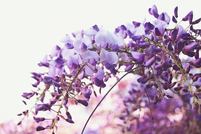紫色花朵的倾斜移位镜头摄影